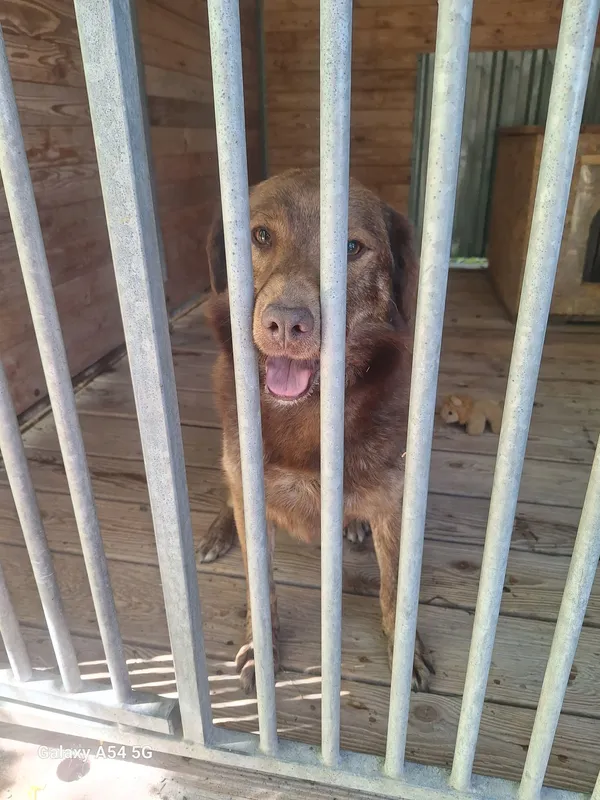 Pies do adopcji, Orzechowce, 30 czerwca 2025 (4/5)