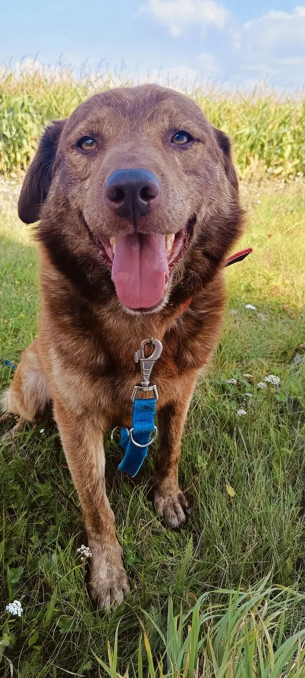 Pies do adopcji, Orzechowce, 30 czerwca 2025 (5/5)