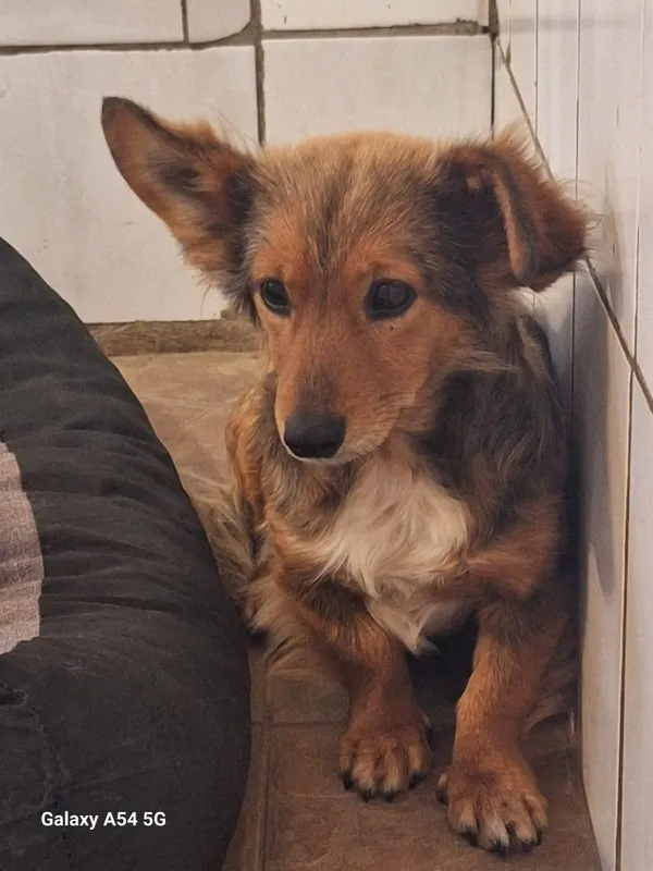 Pies do adopcji, Orzechowce, 29 czerwca 2025 (2/5)