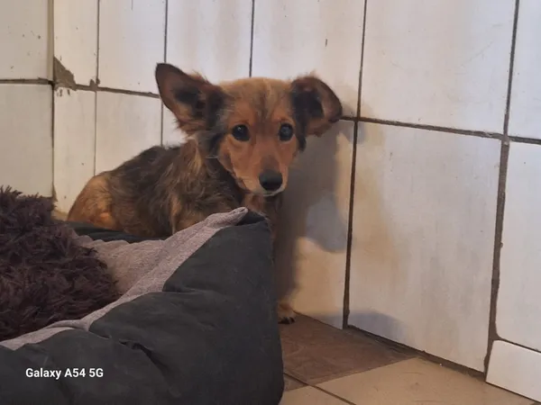 Pies do adopcji, Orzechowce, 29 czerwca 2025 (3/5)