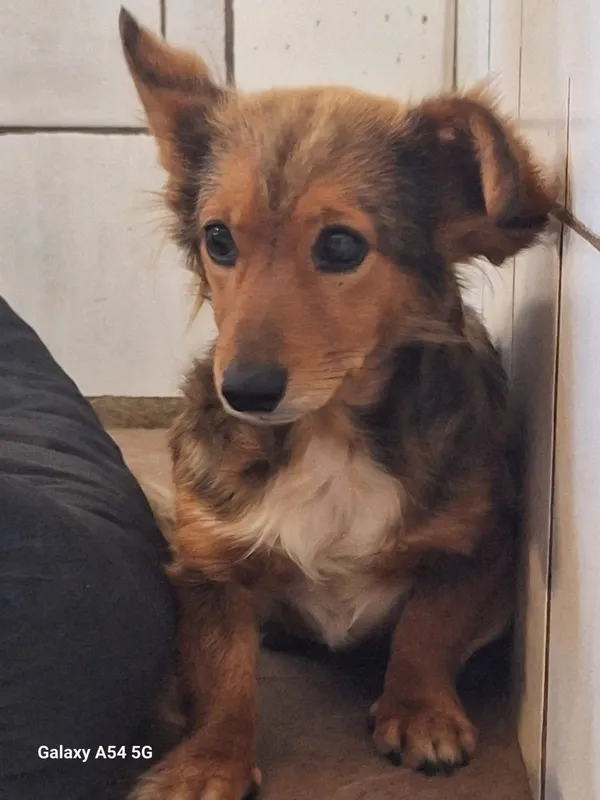 Pies do adopcji, Orzechowce, 29 czerwca 2025 (4/5)