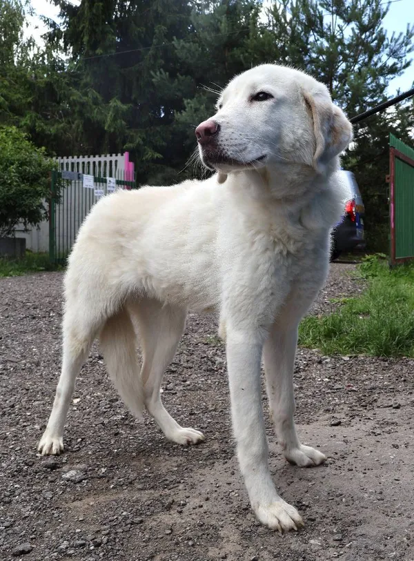 Znaleziono psa, Łódź, 30 czerwca 2025 (1/5)