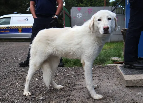 Znaleziono psa, Łódź, 30 czerwca 2025 (2/5)