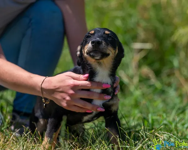 Znaleziono psa, Racławice, 27 czerwca 2025 (3/5)