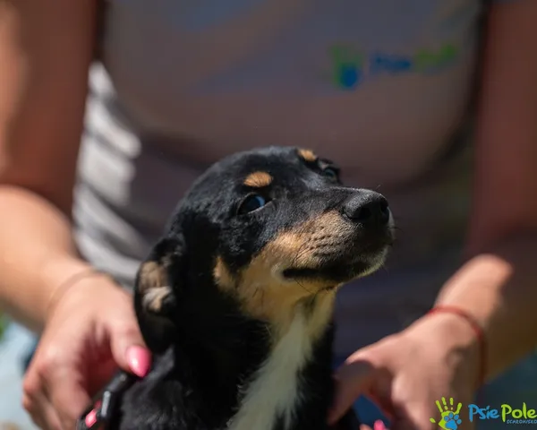 Znaleziono psa, Racławice, 27 czerwca 2025 (4/5)