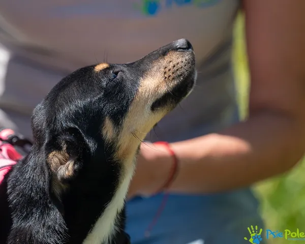Znaleziono psa, Racławice, 27 czerwca 2025 (5/5)