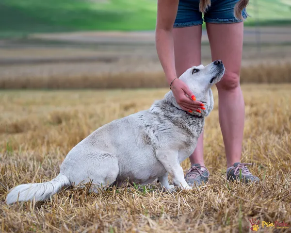 Znaleziono psa, Racławice, 27 czerwca 2025 (5/5)