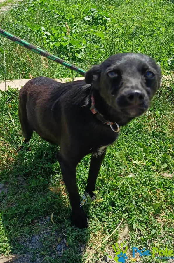 Znaleziono psa, Racławice, 27 czerwca 2025 (1/5)