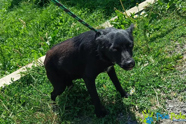 Znaleziono psa, Racławice, 27 czerwca 2025 (5/5)