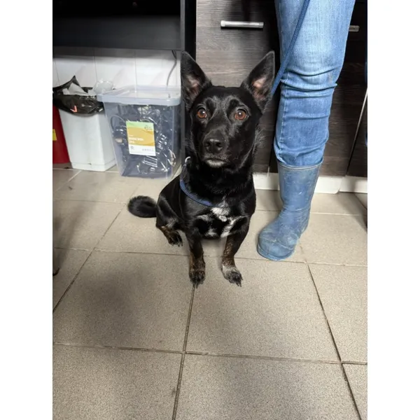 Znaleziono psa, Białystok, 30 czerwca 2025