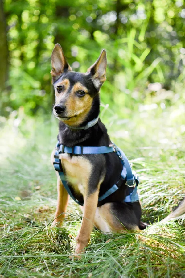 Pies do adopcji, Sosnowiec, 30 czerwca 2025 (1/5)