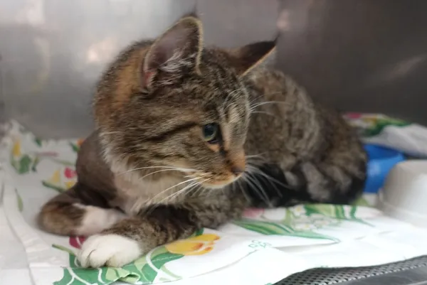 Znaleziono kota, Gdańsk, 1 lipca 2025