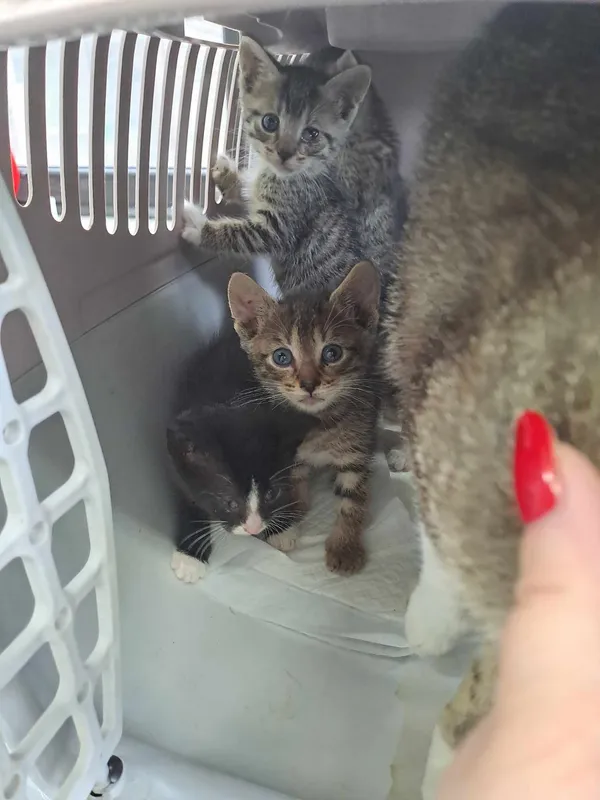 Znaleziono kota, Olsztyn, 27 czerwca 2025 (2/5)