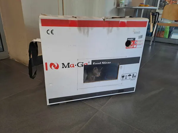 Znaleziono kota, Olsztyn, 27 czerwca 2025 (5/5)