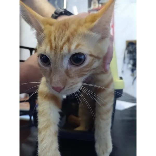 Znaleziono kota, Białystok, 30 czerwca 2025