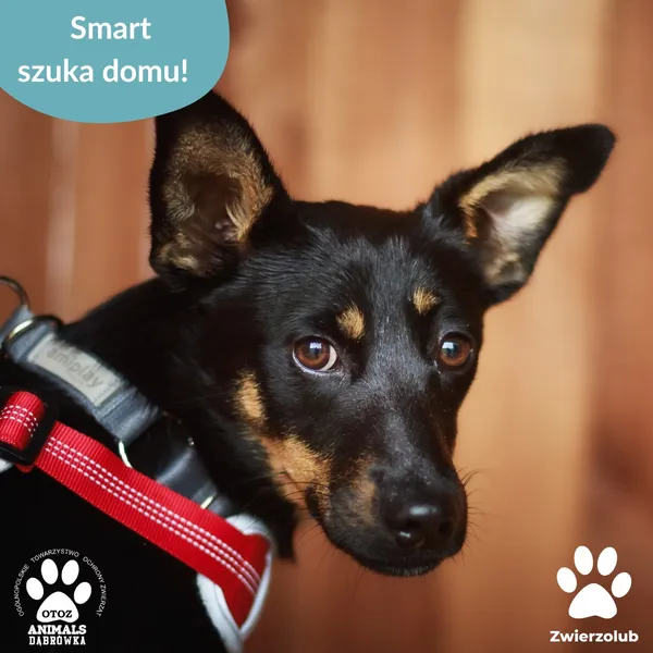 Pies do adopcji, Dąbrówka, 1 lipca 2025 (1/4)