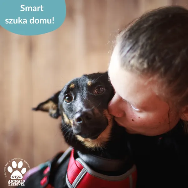 Pies do adopcji, Dąbrówka, 1 lipca 2025 (3/4)