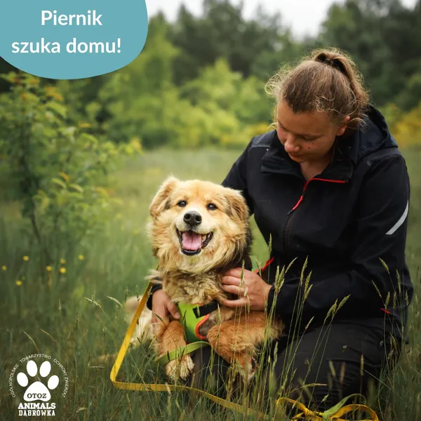 Pies do adopcji, Dąbrówka, 30 czerwca 2025 (1/3)