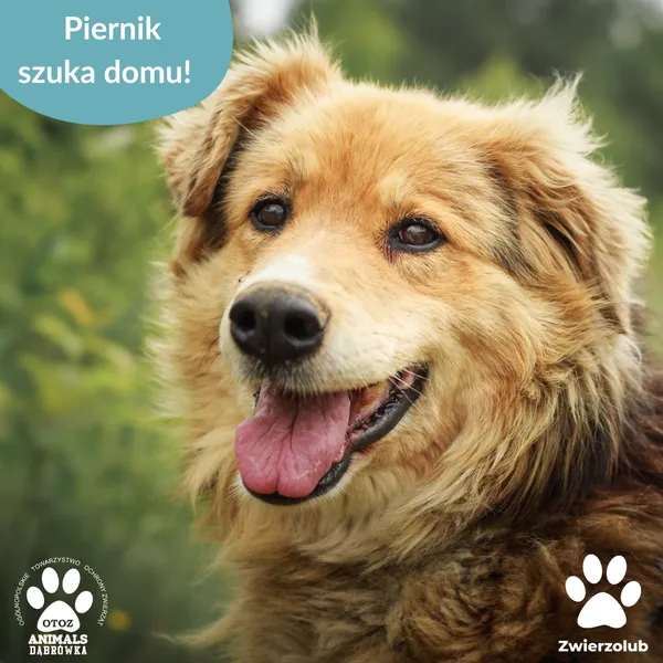 Pies do adopcji, Dąbrówka, 30 czerwca 2025 (2/3)