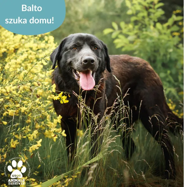 Pies do adopcji, Dąbrówka, 30 czerwca 2025 (3/3)