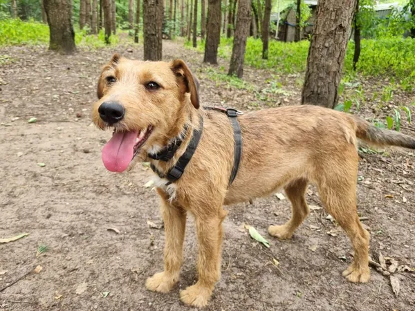 Pies do adopcji, Milanówek, 1 lipca 2025 (1/5)