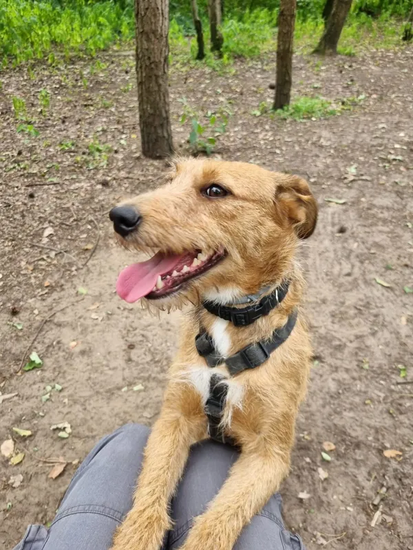 Pies do adopcji, Milanówek, 1 lipca 2025 (2/5)