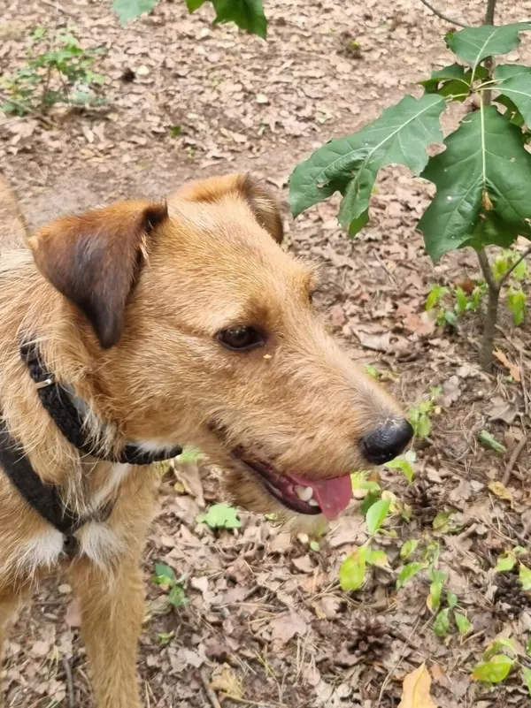 Pies do adopcji, Milanówek, 1 lipca 2025 (3/5)