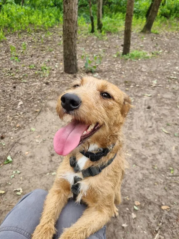 Pies do adopcji, Milanówek, 1 lipca 2025 (4/5)