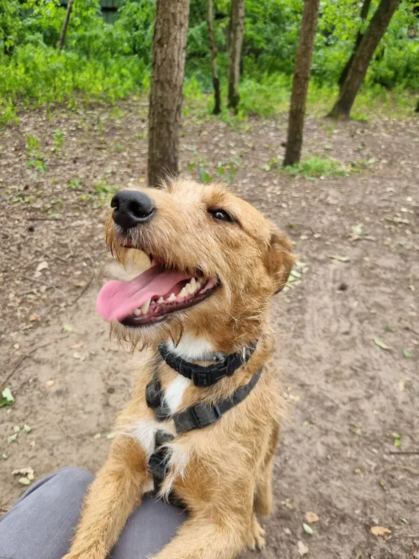 Pies do adopcji, Milanówek, 1 lipca 2025 (5/5)