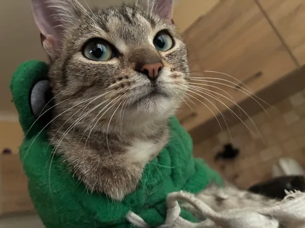 Zaginął kot, Łódź, Stare Miasto, 1 lipca 2025 (1/3)