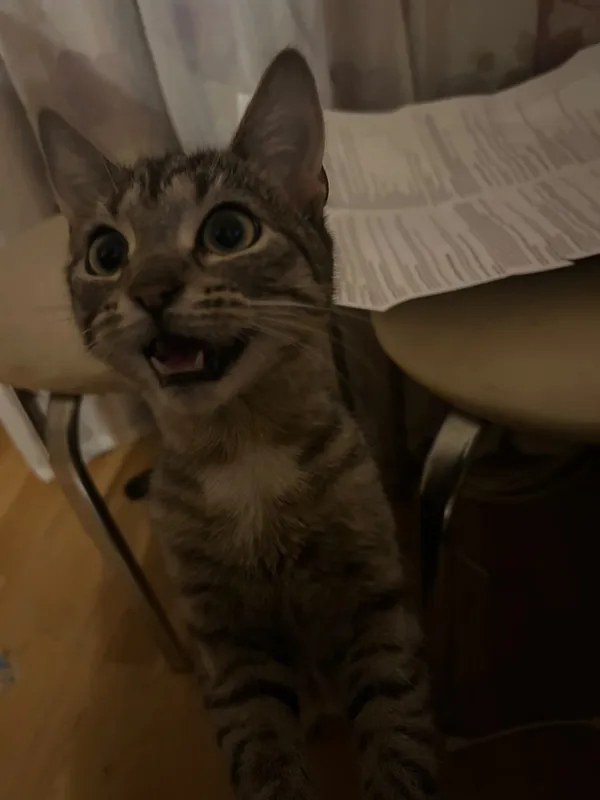 Zaginął kot, Łódź, Stare Miasto, 1 lipca 2025 (2/3)