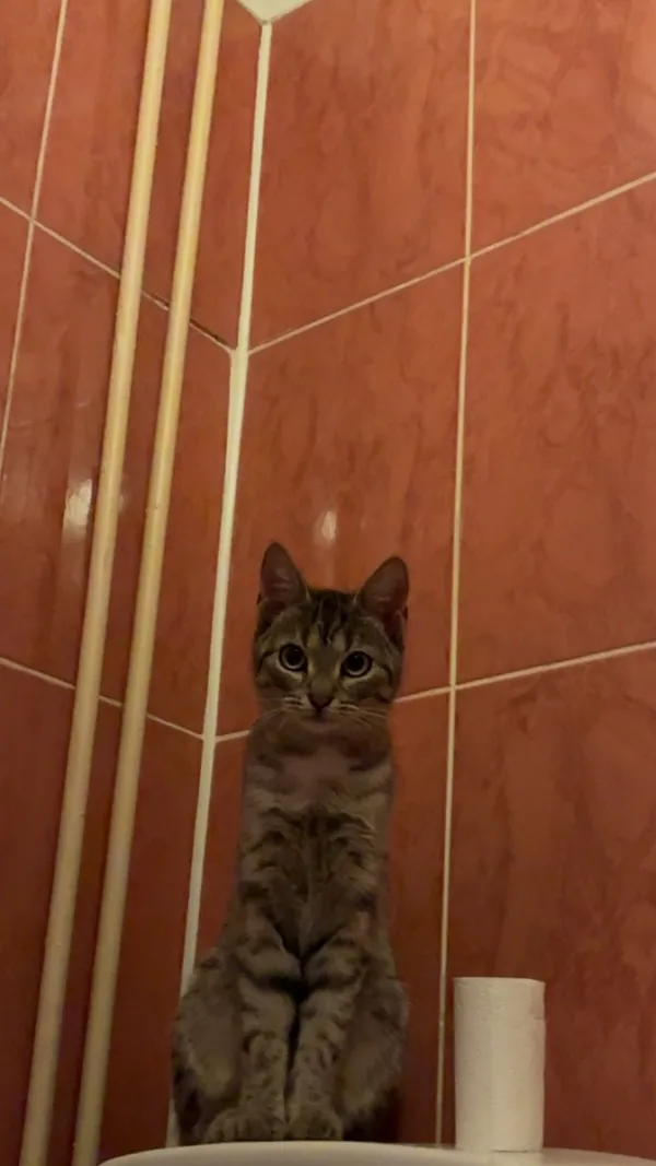 Zaginął kot, Łódź, Stare Miasto, 1 lipca 2025 (3/3)