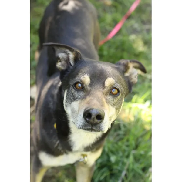 Znaleziono psa, Białystok, 16 września 2019 (1/4)