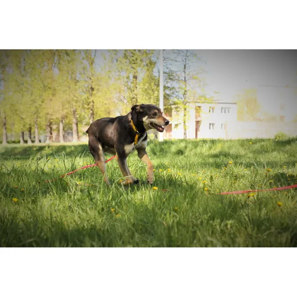 Znaleziono psa, Białystok, 16 września 2019 (2/4)