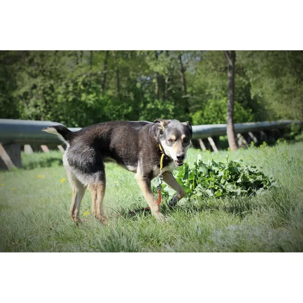 Znaleziono psa, Białystok, 16 września 2019 (4/4)