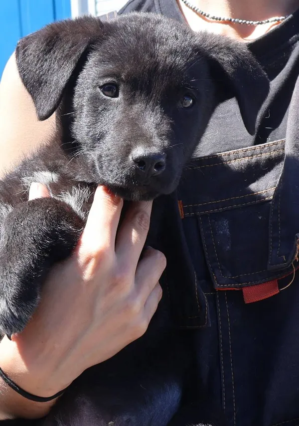 Znaleziono psa, Łódź, 1 lipca 2025 (2/2)