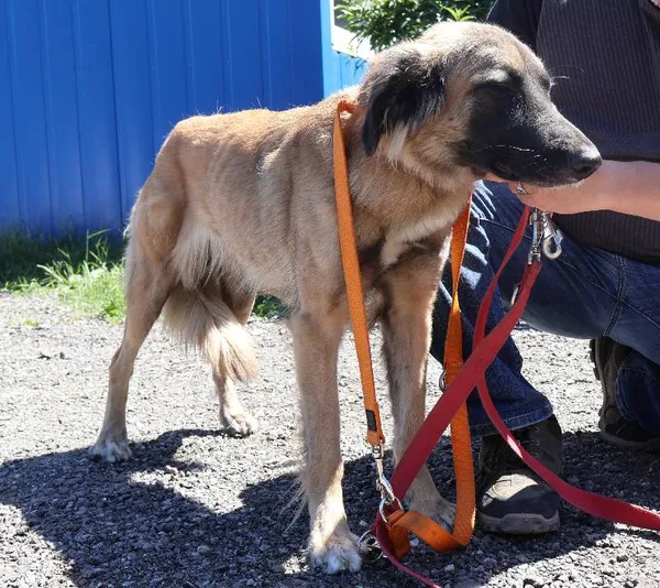 Znaleziono psa, Łódź, 1 lipca 2025 (1/2)