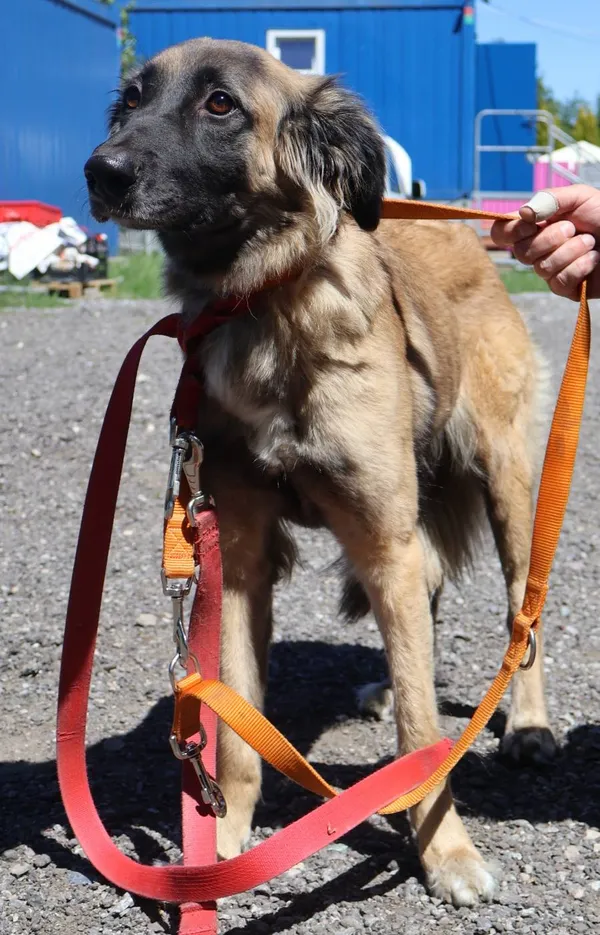 Znaleziono psa, Łódź, 1 lipca 2025 (2/2)