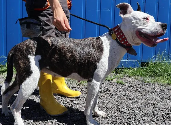 Znaleziono psa, Łódź, 1 lipca 2025 (1/2)