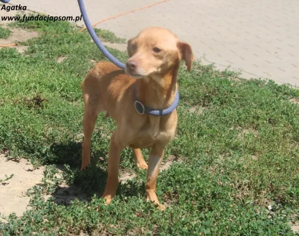 Pies do adopcji, Nowy Dwór Mazowiecki, 1 lipca 2025 (3/5)