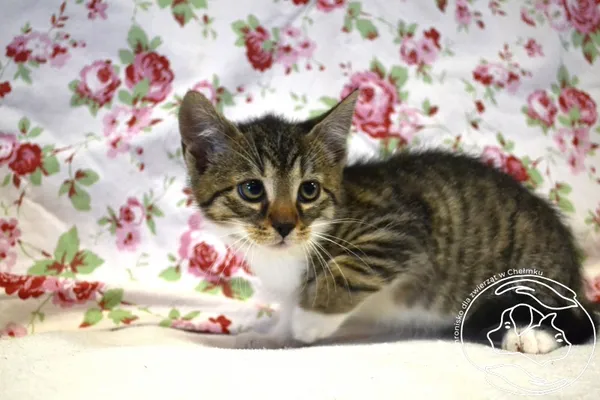 Kot do adopcji, Chełmek, 11 czerwca 2025