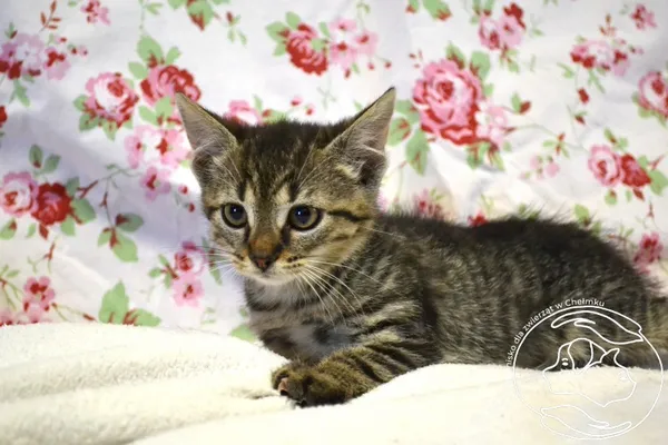 Kot do adopcji, Chełmek, 11 czerwca 2025