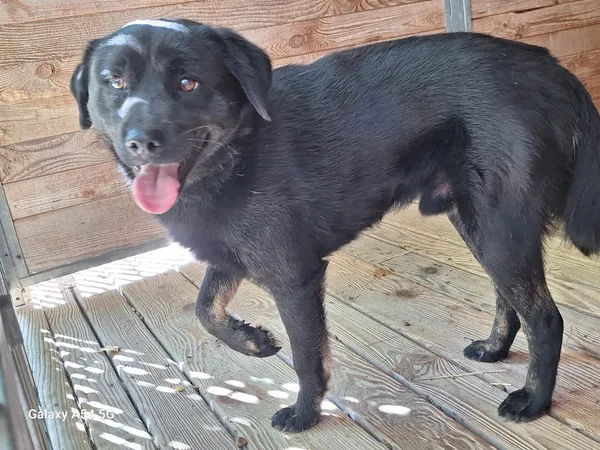 Pies do adopcji, Orzechowce, 1 lipca 2025 (2/5)