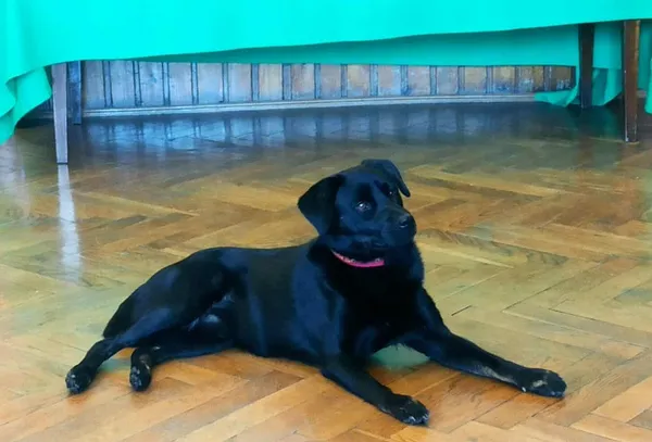 Pies do adopcji, Orzechowce, 1 lipca 2025 (5/5)