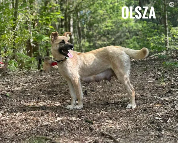 Pies do adopcji, Rytlów, 1 lipca 2025