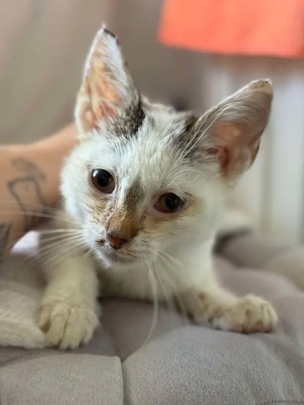 Znaleziono kota, Lublin, 29 czerwca 2025