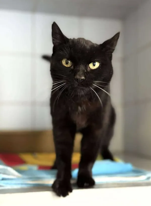 Znaleziono kota, Lublin, 30 czerwca 2025