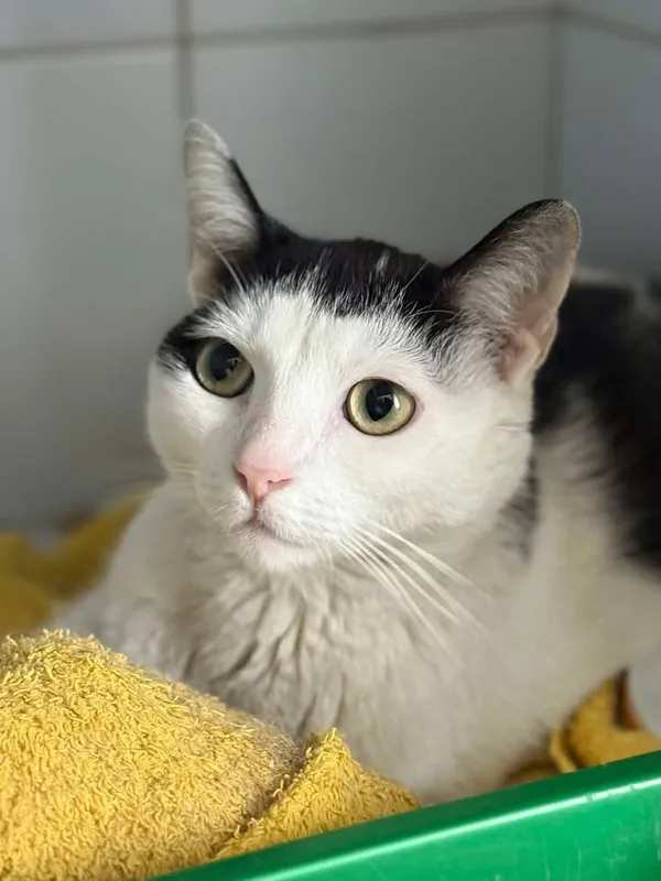 Znaleziono kota, Lublin, 1 lipca 2025