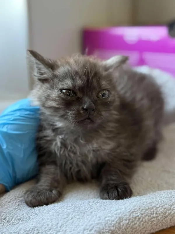 Znaleziono kota, Lublin, 1 lipca 2025