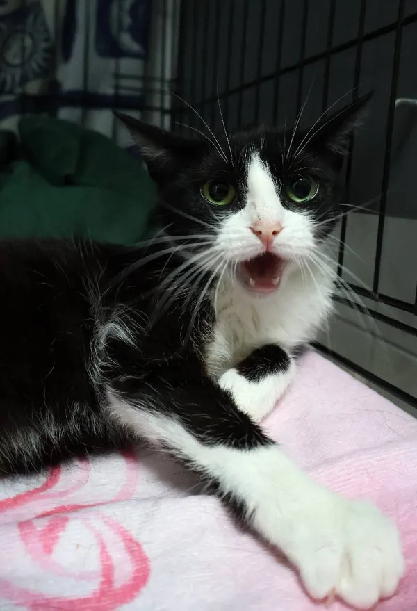 Znaleziono kota, Łódź, 1 lipca 2025 (3/5)